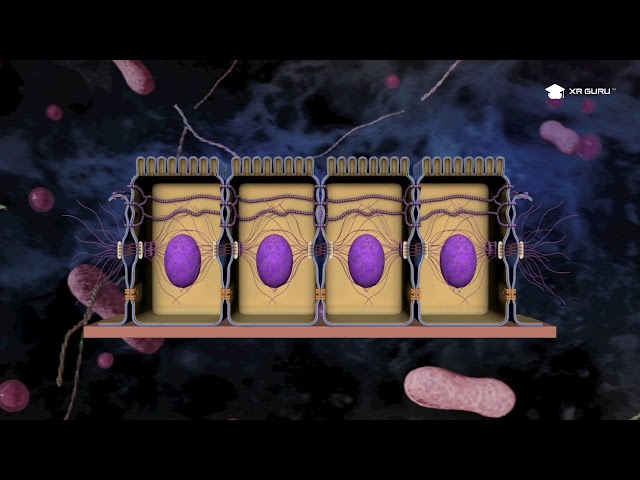 Exploring the Structure and Functions of Cell Junctions through XR Guru - An Immersive Learning Hub