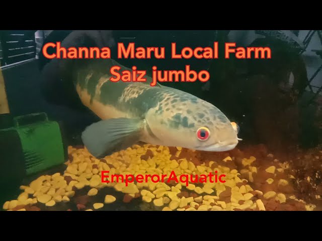 Toman Bunga Local Farm Marulioides Malaysia