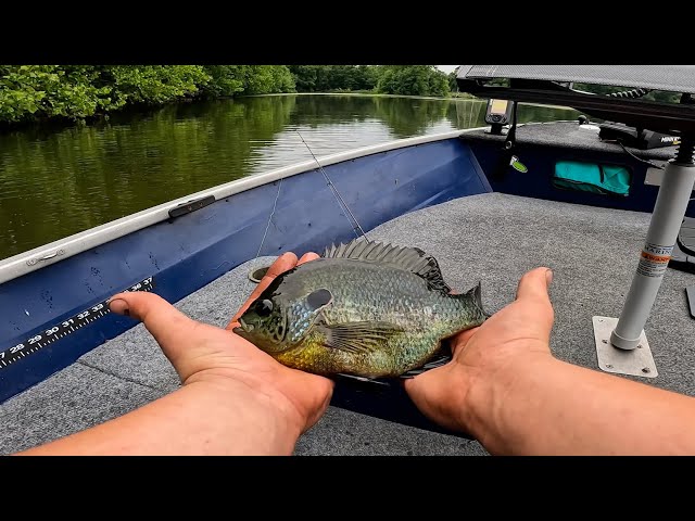 This MICRO bait catches MONSTER Bluegill and Shellcracker!!!