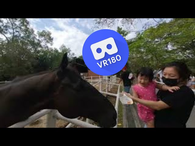 [VR180 VR 3D] Toddler Riley Horse Feeding @ Gallop Stable at Pasir Ris | Virtual Reality Oculus