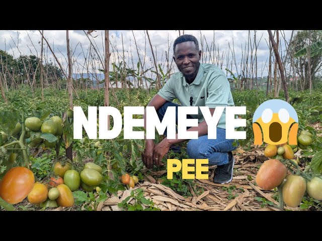 NDEMEYE PEE 😱🍅