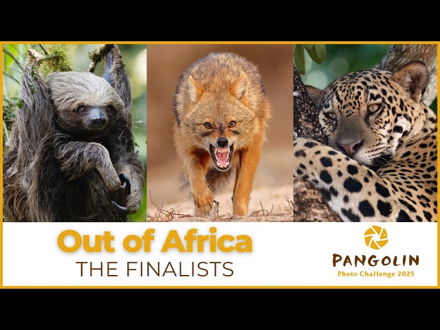 79 stunning images from the Pangolin Photo Challenge