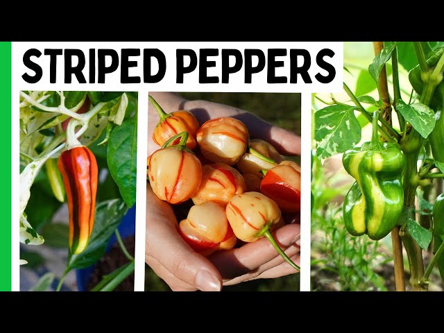 7 Striped Pepper Varieties That Will Make Your Garden Look Unreal