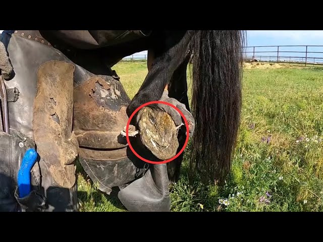 🔄 Reshaping Destiny: Farrier's Journey to Stronger Hooves!