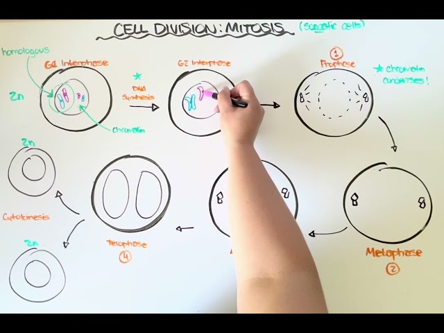 Cell Division: Mitosis