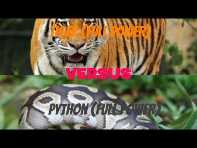 The Tiger Vs The Python (Full Video)