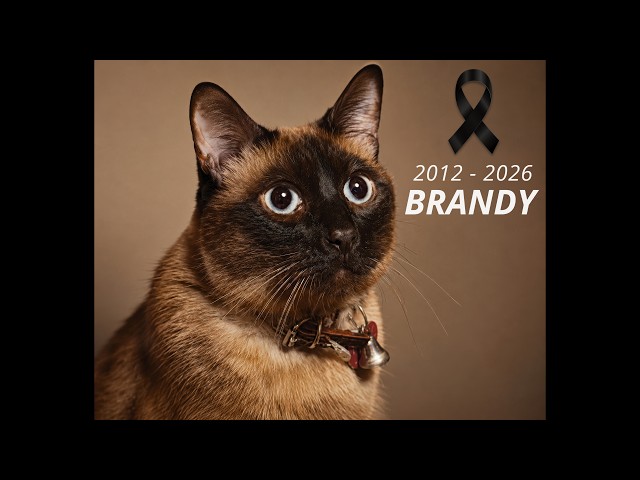 BRANDY, PONCHYTO | 2012 - 2026 (Canción Memorial)