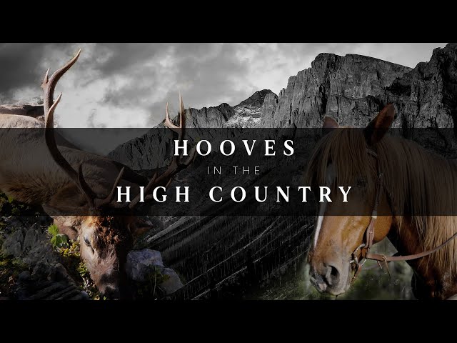 2024 DIY Horseback Elk Hunt in the Rockies | 4K Film