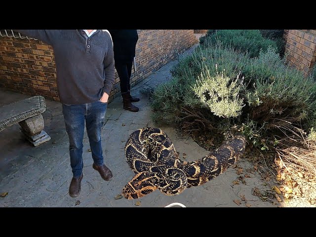 Big Venomous Snake at Work!