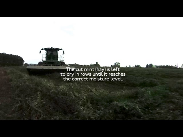 ExplOregon Agriculture - Mint Harvest