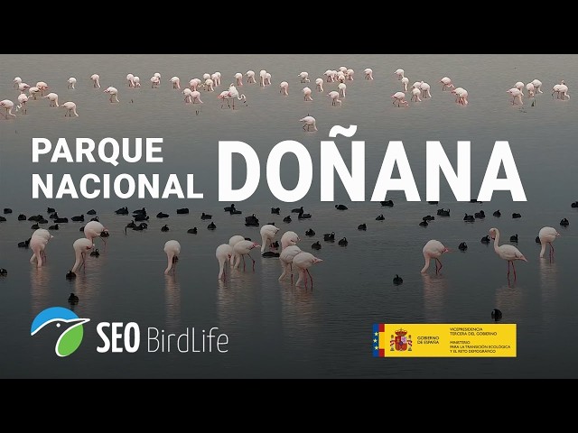 🔴 DIRECTO Parque Nacional de Doñana (marisma), Andalucía; España