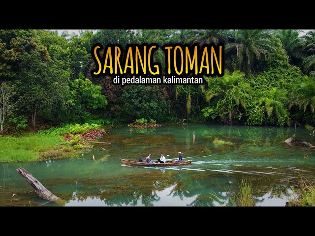 HEAVENLY SPOT‼️Hunting for Snakehead Fish in Kalimantan‼️Tandarayan Lake, Batu Kajang