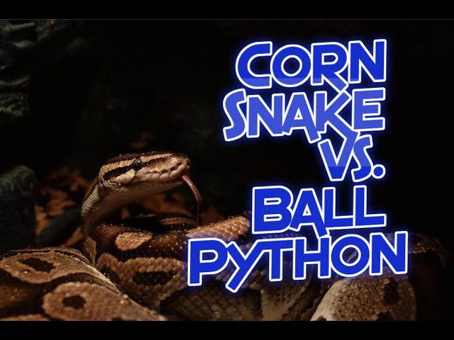 Corn Snake vs. Ball Python (Which Is The Better Pet Snake?)