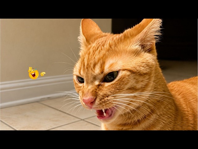 Best Cat Videos 🐈 | The Funniest Cat Moments You Need to See Today 🤣😹