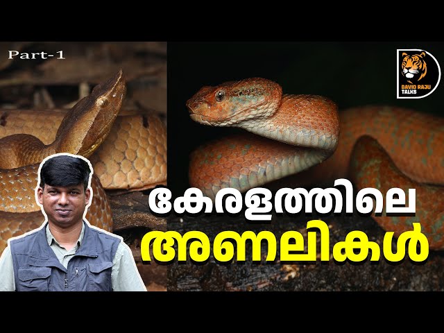 ഈ പാമ്പുകളെ അല്പം സൂക്ഷിക്കണം! Vipers of Kerala ; #davidrajutalks #snakes #viper