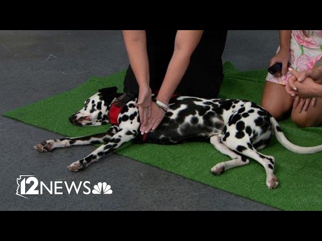 How pet owners can perform CPR on their dog