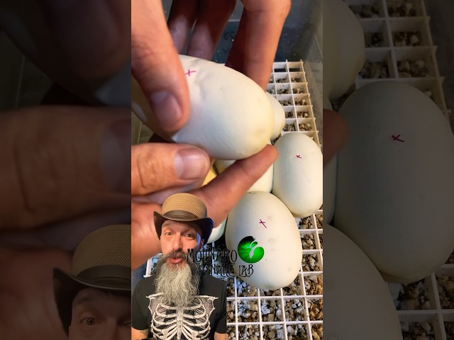 Day 20 of incubation! #molinarosnakelab #ballpython #reptiles #diy #snakebreeding #snakeincubation