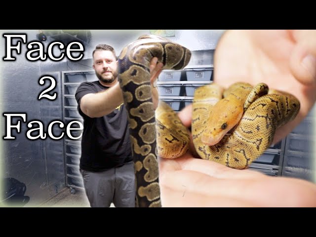 Face to face with a HUGE ball python