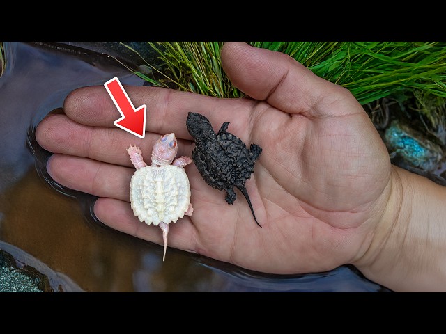 Albino Baby Turtle Is 1 in 100,000 in the Wild. Surprise Delivery at Garden State Tortoise 