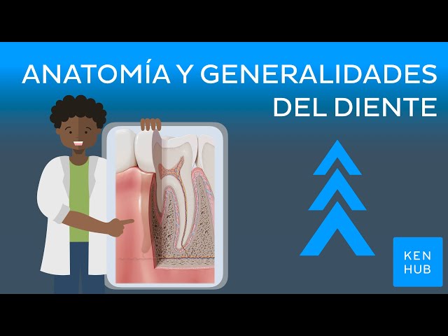 Anatomía y generalidades del diente