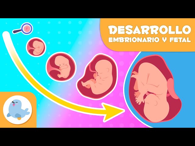 EMBARAZO mes a mes para niños 🤰🏻 Desarrollo EMBRIONARIO y FETAL 🧬👶"