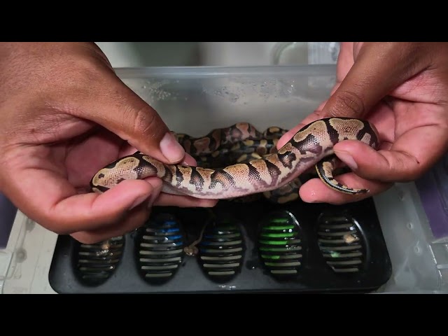 Yellowbelly SUNSET DREAMSICLE Ball Pythons Have Hatched!