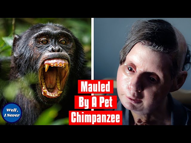 Chimpanzee Attack | The Story of Travis The Chimp and Charla Nash | Well, I Never