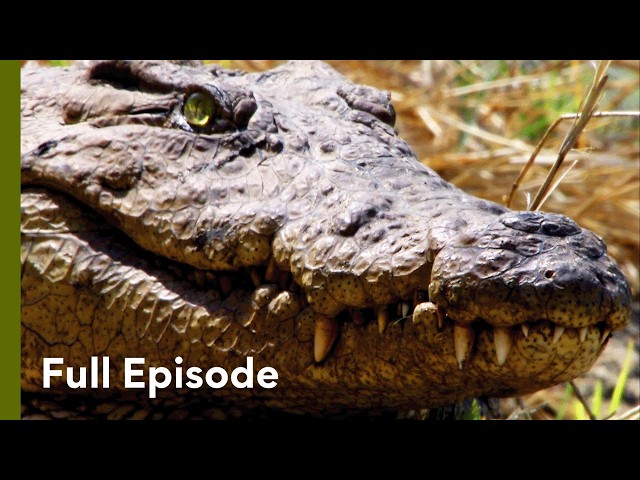 The Nile Crocodile’s Reign of Terror | The Dark Side of Crocs