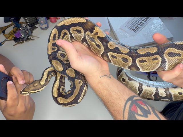 Unboxing my Vanilla, Het clown ball python! She is beautiful!