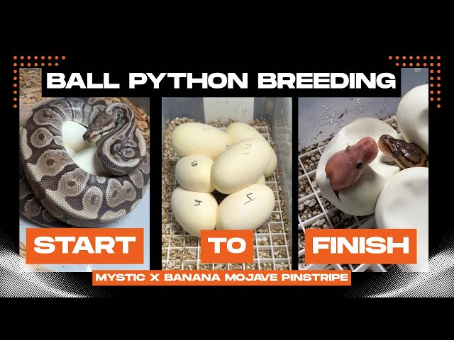 Ball Python Breeding (Mystic x Banana Mojave Pinstripe 