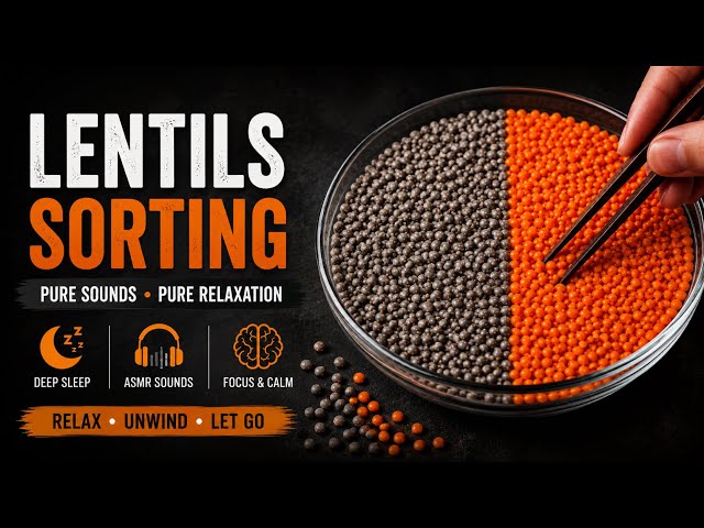 🔴 Real Lentils Sorting ASMR 😴 Sleep Better • Calm Your Mind • Focus