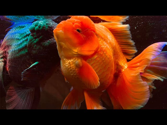 Big Giant Oranda Goldfish