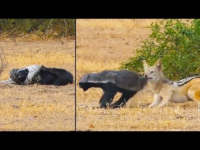Ozzy Man Reviews: Honey Badger vs Python vs Jackal