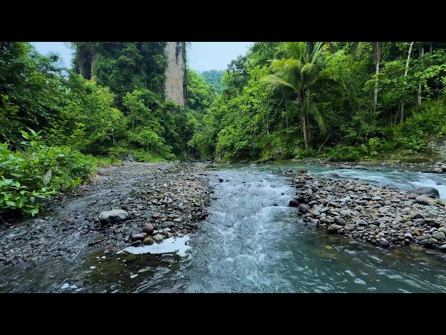 Autumn Forest Stream | Find Calm Beneath the Beauty of Fall