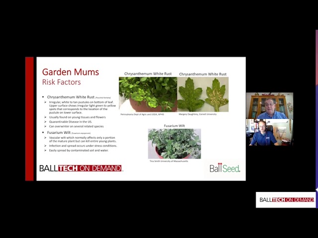 Tech On Demand At Risk Crops: Garden Mums