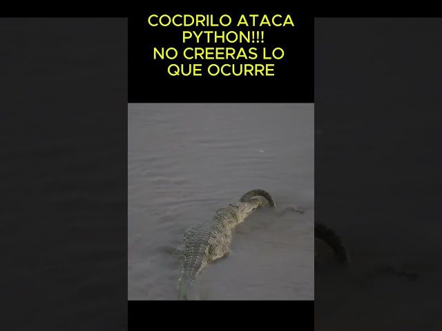 COCDRILO ataca a una PYTHON 😱👁️ #shorts