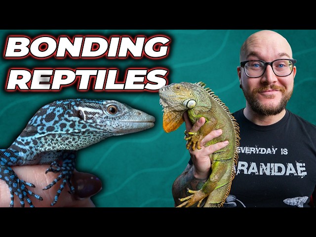 Top 5 Reptiles That Bond With Humans