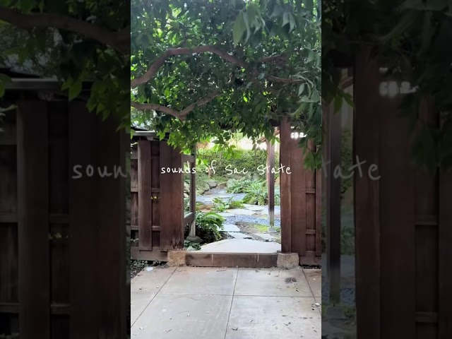 Sounds of Sac State 🐝🌳🏈