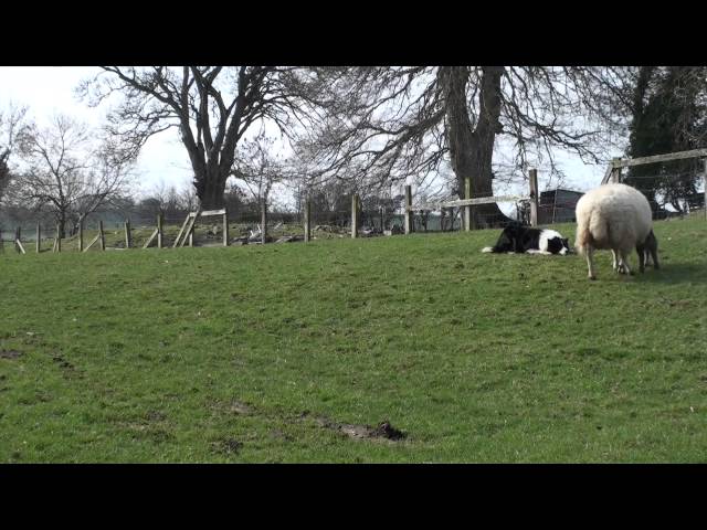 Ewe gotta be kidding: birth of the geep