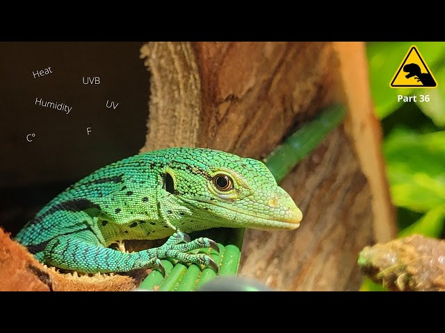 How to check temperature, heat and UV in your reptile enclosure. The live of a tree monitor part 36