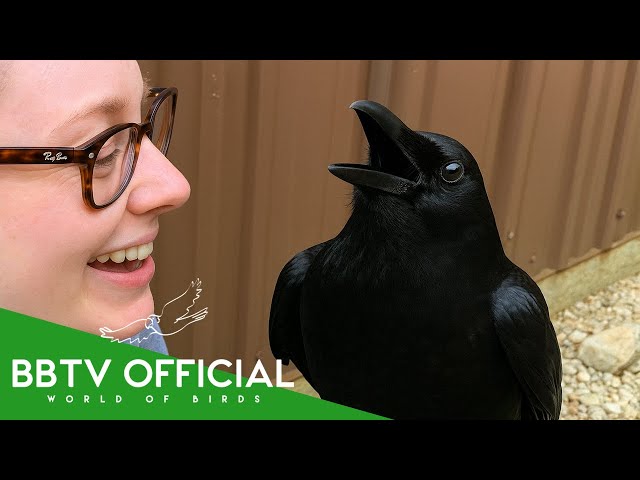 How To Befriend A Crow | 9 Reasons To Like Crows | BBTV Official