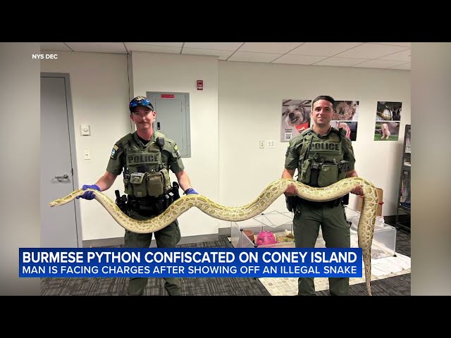 Burmese python confiscated in Coney Island after owner caught showing it to crowd