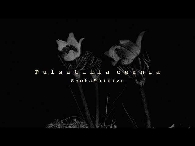 Shota Shimizu 11th Album "Pulsatilla cernua" Teaser (2025.06.18 Release) Video)