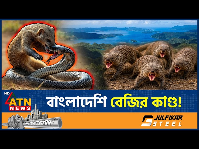 বাংলাদেশি বেজি আমদানি করে মহাবিপদে পড়ে জাপান, ভুগতে হয় ৪৫ বছর | BD Mongoose | Japan | ATN News