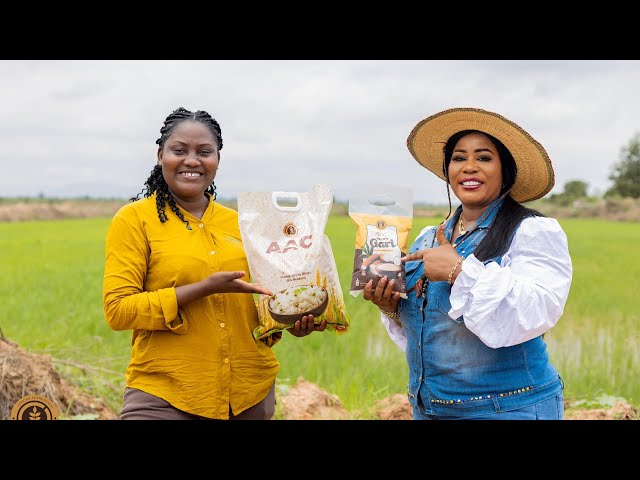 Meet The Ghanaian Woman Entrepreneur Transforming Rice Production With $1 Million Investment 😳