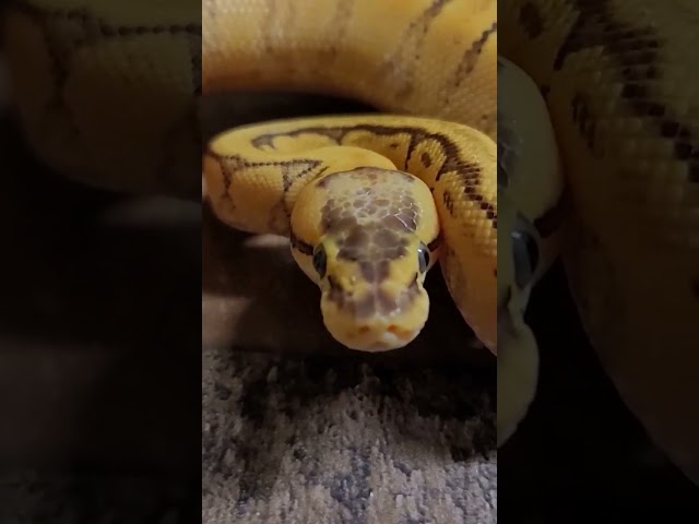 Staring Contest Winner. Beautiful Ball Python! 🐍🫨😍 #ballpythons #snake #reptile #pets