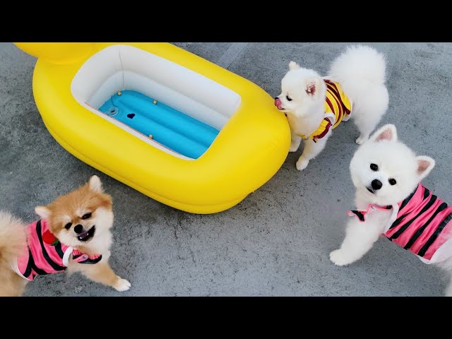 오리가 무서운 강아지들 Please get close to the puppy tube duck!"Pomeranian
