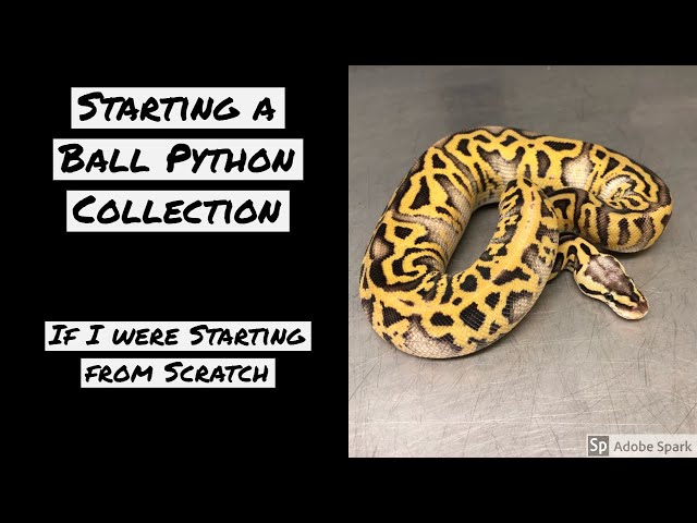 Starting your Ball Python Collection from SCRATCH - VLOG 5