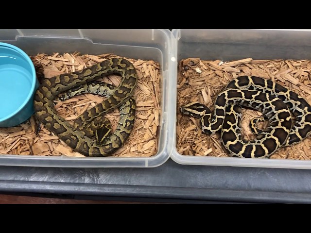 Burmese vs African Rock Python