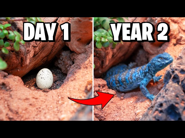 I Simulated a Desert for 2 Years!